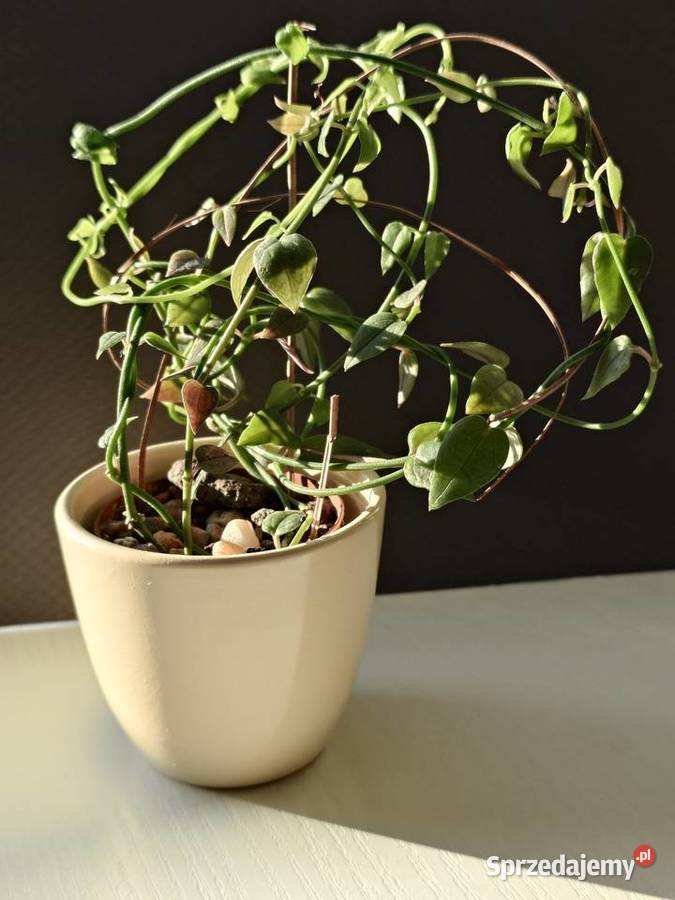 Ceropegia sukulent toinowate roślina w osłonce Dom i Ogród Warszawa