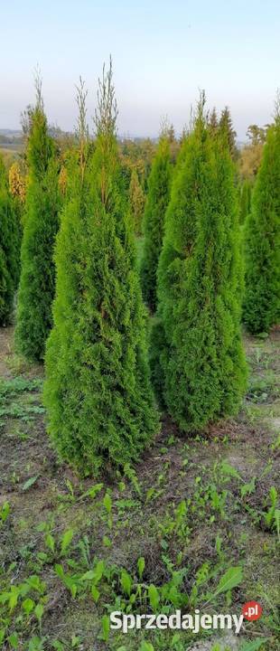 Thuja Szmaragd 80250 Tuja Szmaragd Tuja Brabant małopolskie Olszana