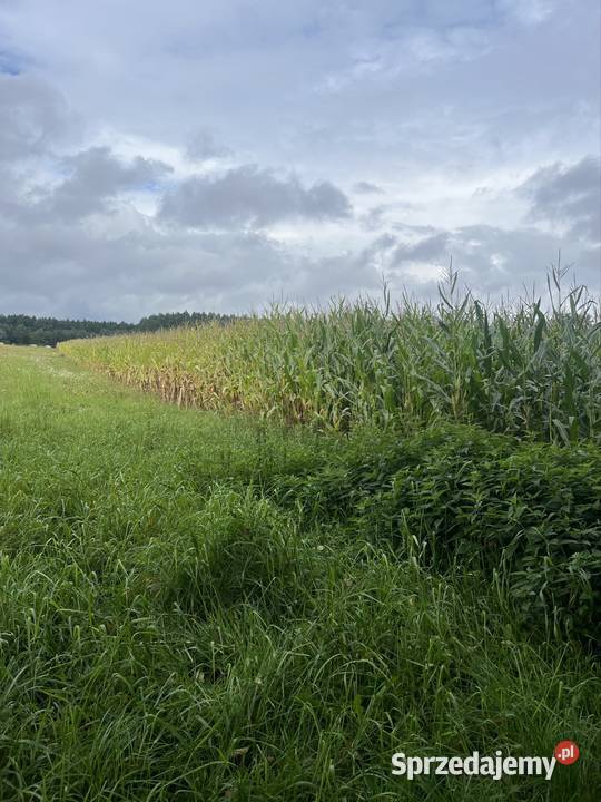 Sprzedam kukurydze na pniu Pozostałe Milicz sprzedam
