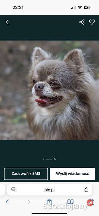 Chihuahua długowłosy FCI Piesek Przecław