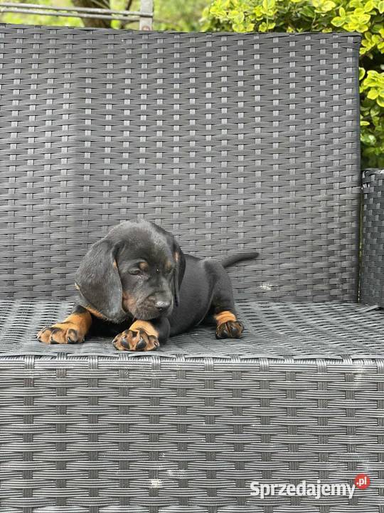 Szczeniaki Polski Gonczy Wronowice