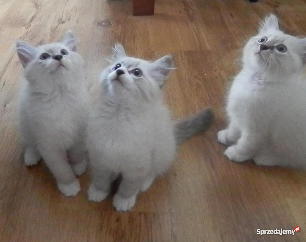 kocięta z Hodowli Sonata Księżycowa kujawsko-pomorskie Brodnica