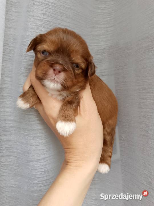 Czekoladowa suczka rasy ShihTzu Namysłów