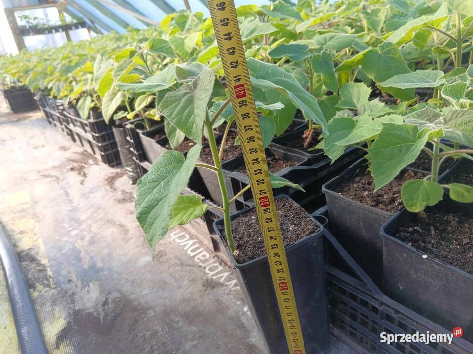 Paulownia shan tong drzewo tlenowe szybko Łopiennik Górny sprzedam