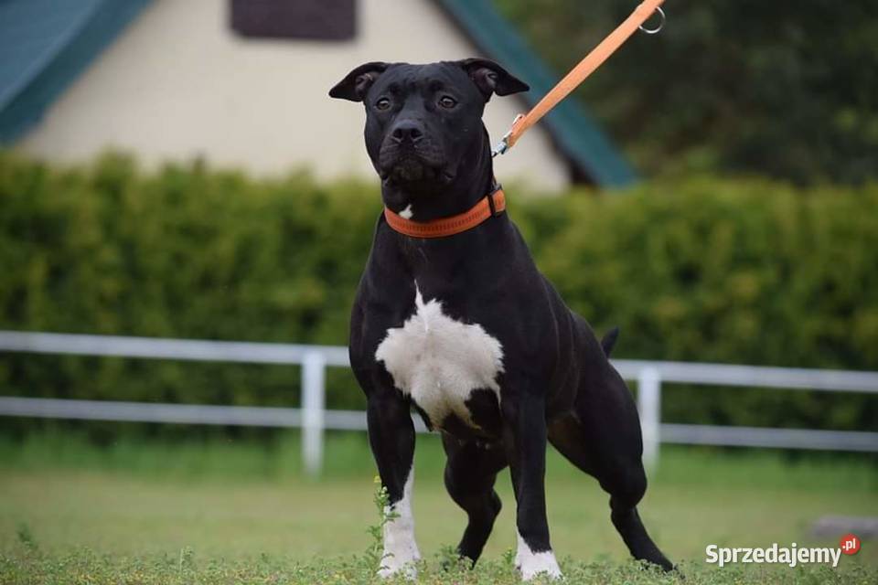 American staffordshire terrier amstaff wybitne Lubiatowo