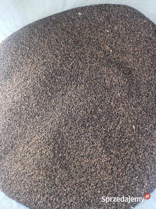 Facelia błękitna Wola Mokrzeska