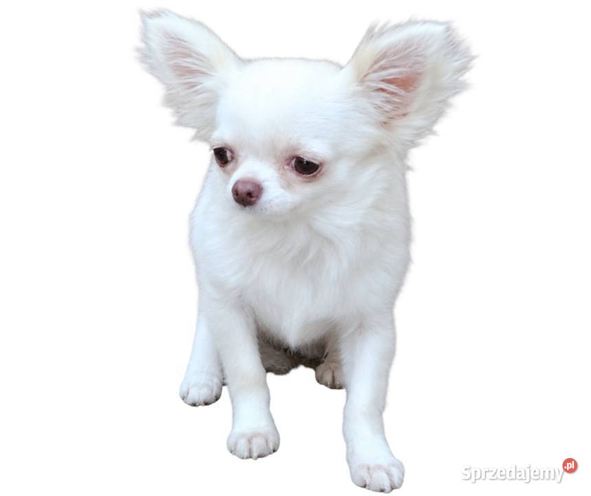 Śliczna malunia sunia chihuahua Wschowa