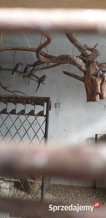 Sprzedam Aleksandrety 2025 Pińczów