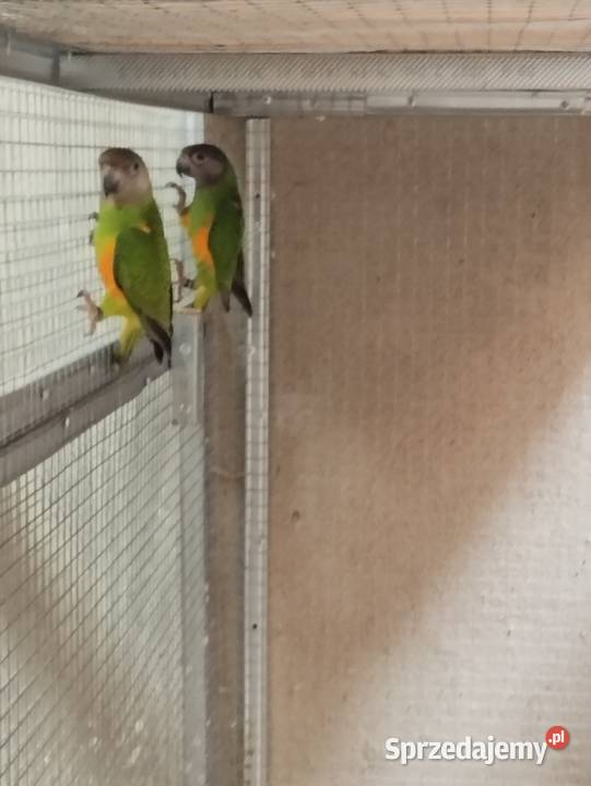 Afrykanki senegalskie 2025 Jasło