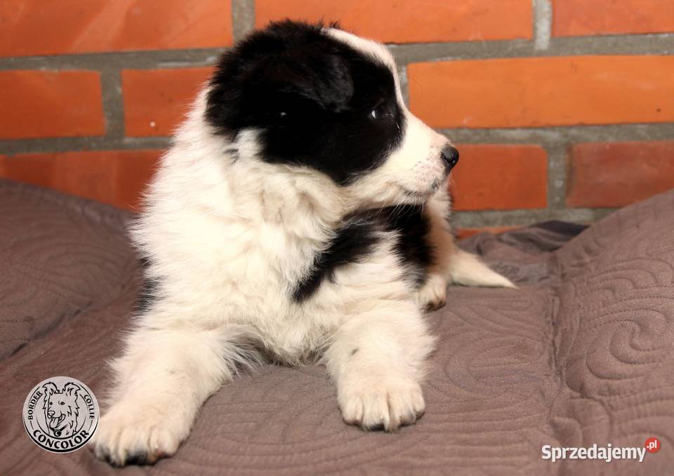 Border Collie szczeniak czarnobiały tricolor Pozostałe Jastrzębia sprzedam