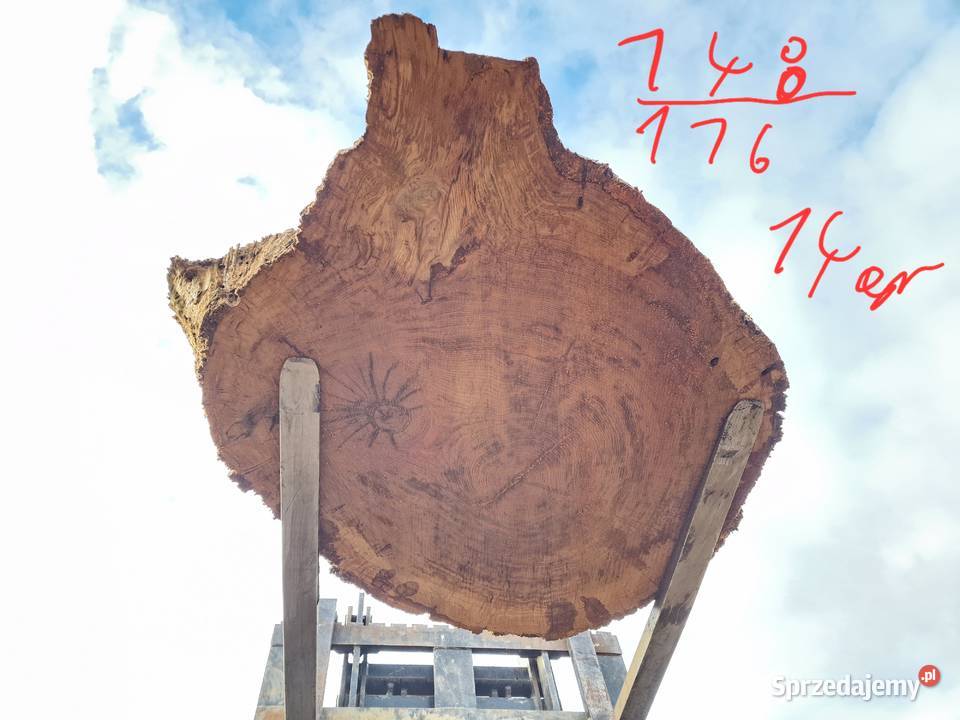 Plastry dębowe pakiet 72sztuk Zieleniec