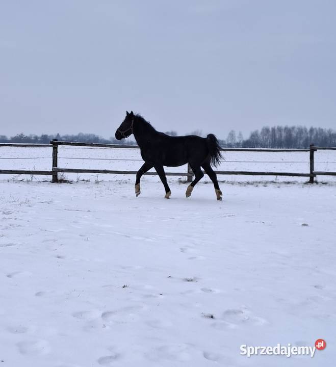 Sprzedam wałacha lubelskie