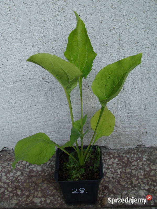 JEŻÓWKA Alba White Swan Echinacea sadzonki w Ustronie
