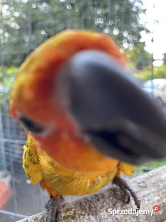 Sprzedam konury słoneczne Damasławek