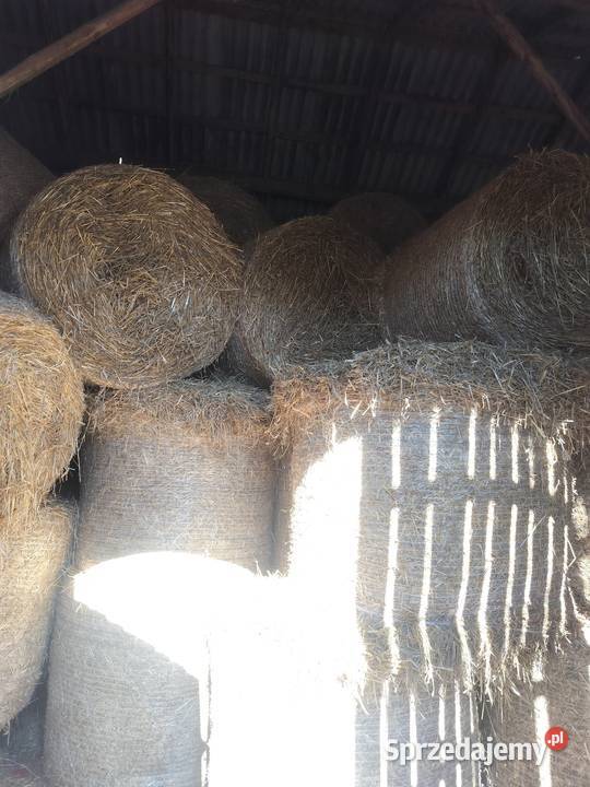 Sprzedam Miłochniewice