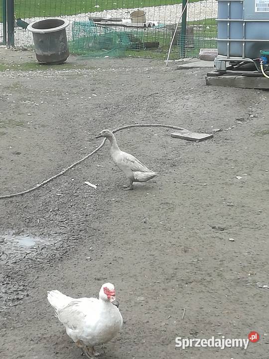 sprzedam kaczki bieguski małe i dorosłe Pińczów sprzedam