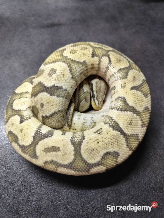 Firefly Hypo Zwierzęta Pruszków