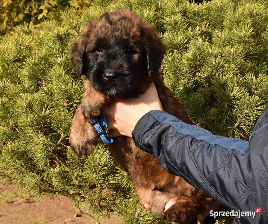 Owczarek Francuski Briard szczenięta