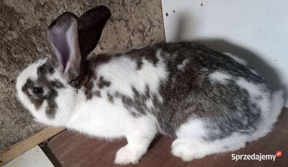 Sprzedam Samca srokacz Gryzonie