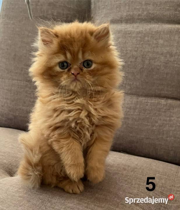 Rudobiszkoptowa kotka perska małopolskie Kalwaria Zebrzydowska sprzedam