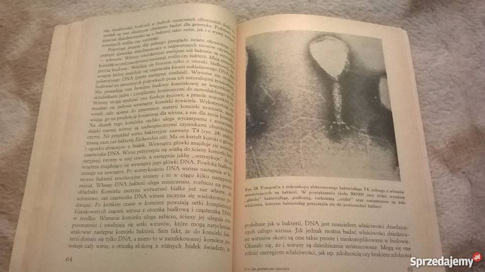 POZNAWANO ZJAWISKO DZIEDZICZNOŚCI GAJEWSKIfa zachodniopomorskie Goleniów