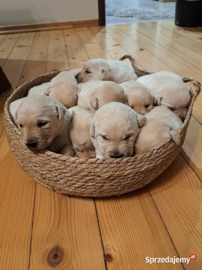 Labrador Retriever szczeniaki