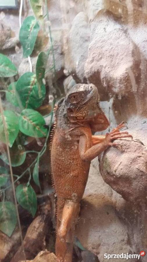 Legwan zielony odm RED młody terrarium lubelskie Kraśnik