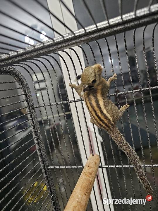 Wiewiórka Himalajska Rarytas dolnośląskie Oława