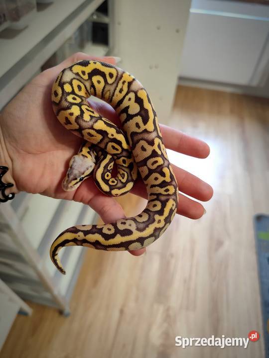 Pyton królewski samiec cb25