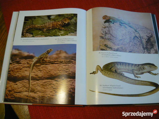 Fauna Poradniki, albumy i reportaże Myszków