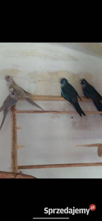 Papugi rozella królewska i świergoty orange szek sprzedam