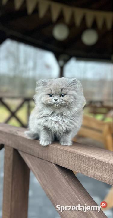 Kocur Brytyjski liliowy Rodowód WCF mazowieckie Mińsk Mazowiecki sprzedam