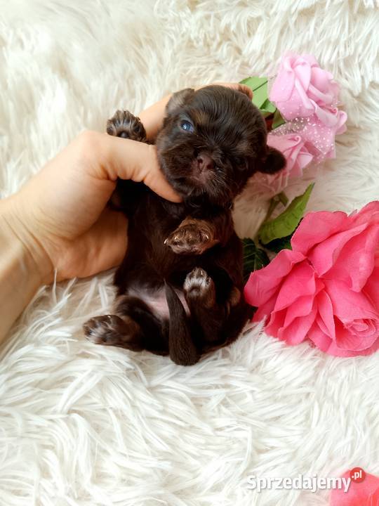 Czekoladowa suczka rasy ShihTzu szuka domku Namysłów