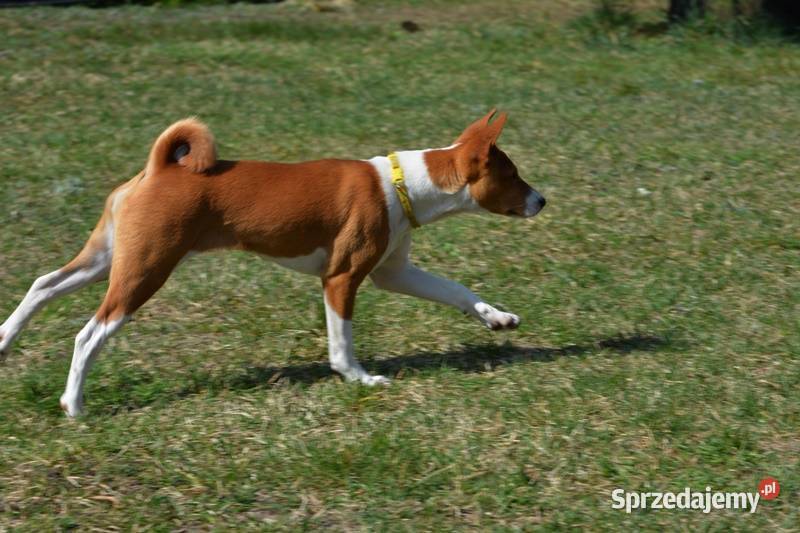 Basenji sunia Z Klanu Łobuzów FCI paszport EU Chełm