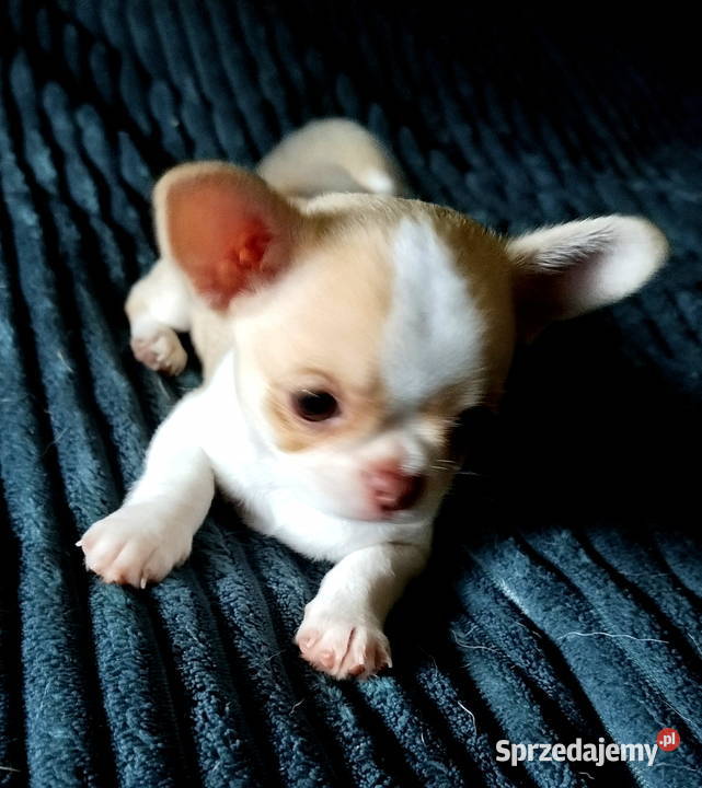 Chihuahua sunia krótkowłosa mini Konin