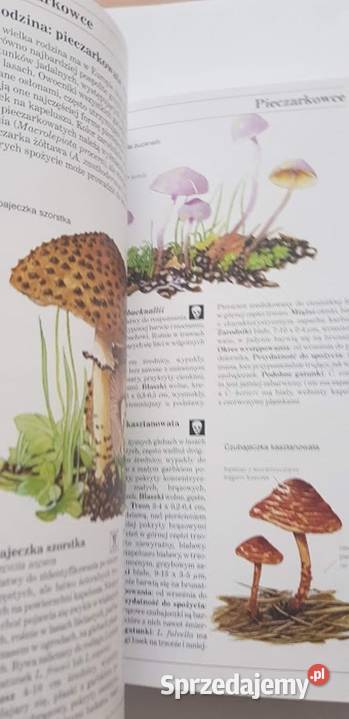 Grzyby Polski i Europy DPegler lubuskie Zielona Góra sprzedam