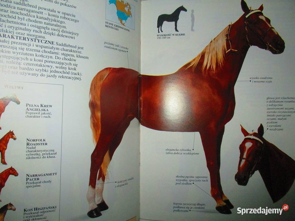 KONIEIlustrowany przewodnik Edwards konie rasy Łódź sprzedam