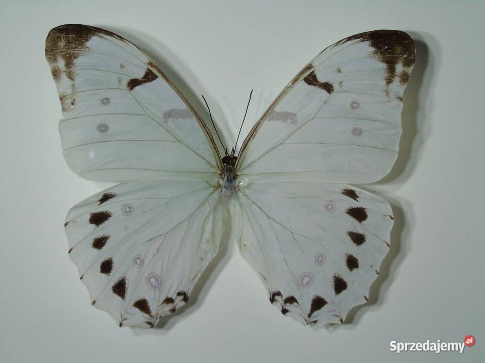 Motyl w ramce gablotce 17 x 22 Morpho luna 120