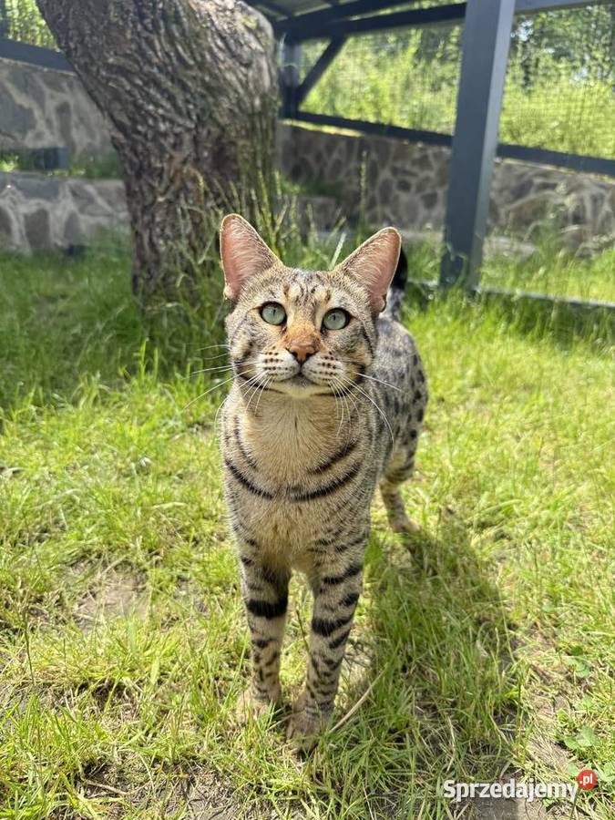 Savannah F3 Rihanna małopolskie Kraków sprzedam