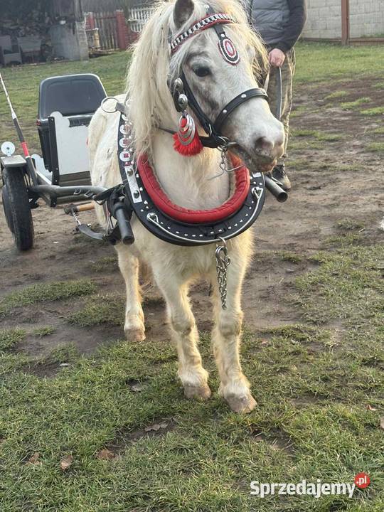 Klacz Kucyk z Źrebiczka Biały Bór sprzedam