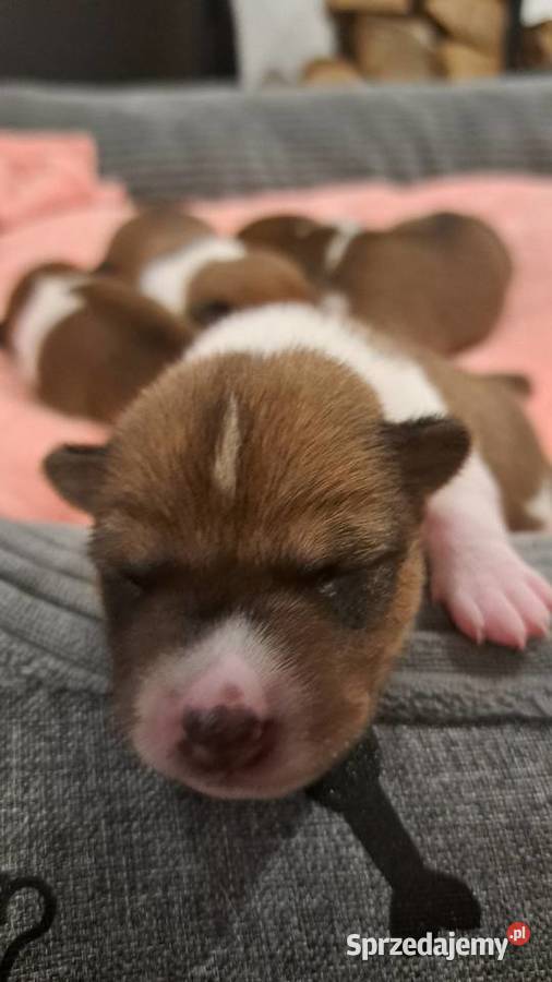 Basenji szczenię Słupsk