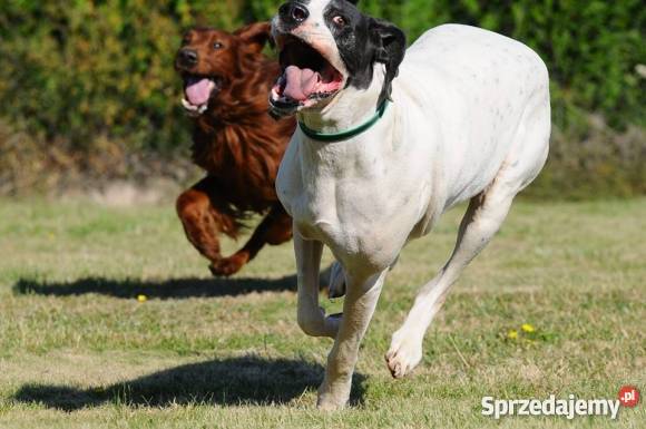Lena Dog Niemiecki do adopcji mazowieckie Warszawa