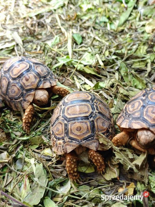 żółw lądowy żółw lamparci żółwie Gady i płazy Białystok sprzedam