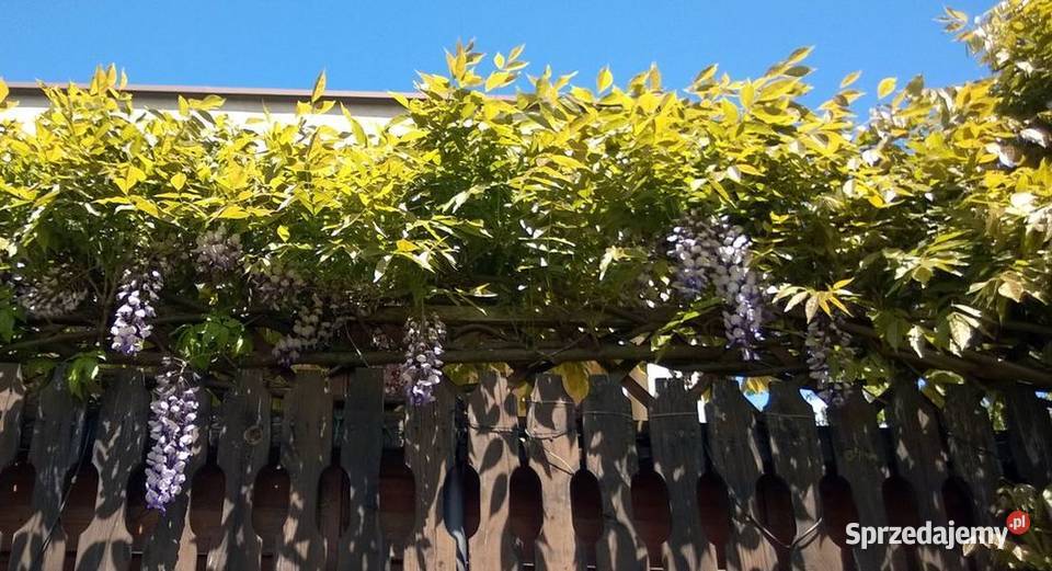 Wisteria Glicynia chińska sadzonka Pszczyna