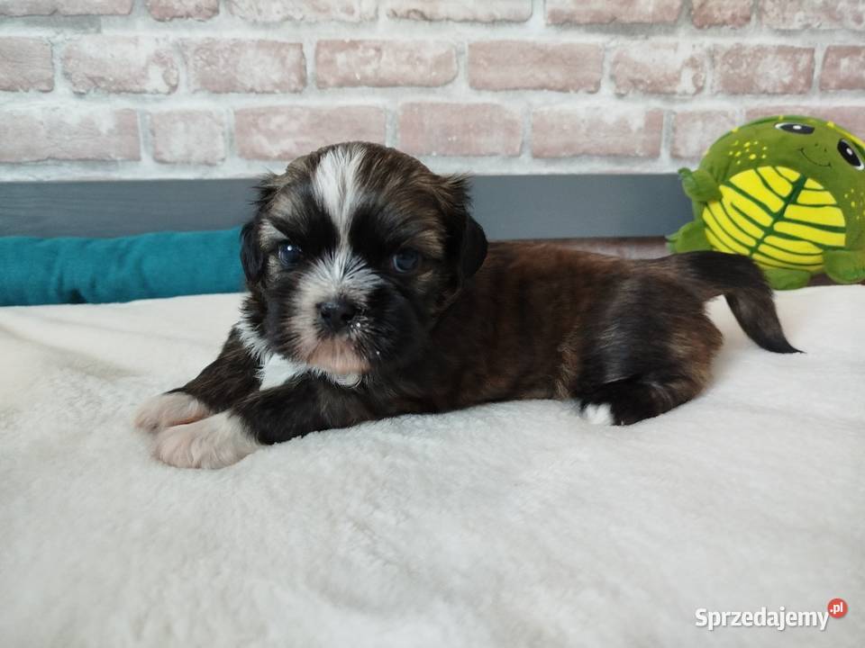 Pies rasy Shih Tzu rodowód Złotków