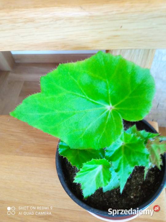 Begonie 10 15 i 20 niektóre niedostępne