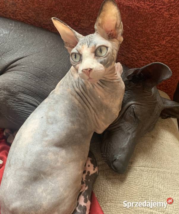Sphynx Sfinks Likwidacja hodowli dorosle Kotełki Koty Warszawa sprzedam