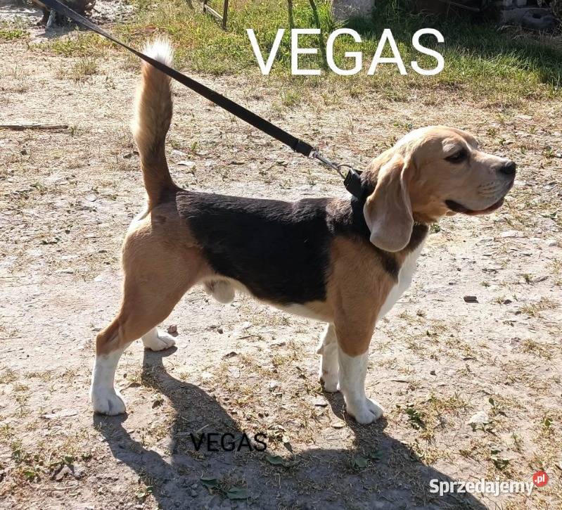 Beagle cudowne szczenięta championie Mińsk Mazowiecki