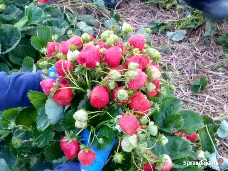 Sadzonki truskawek Truskawki Gigant doniczkowane