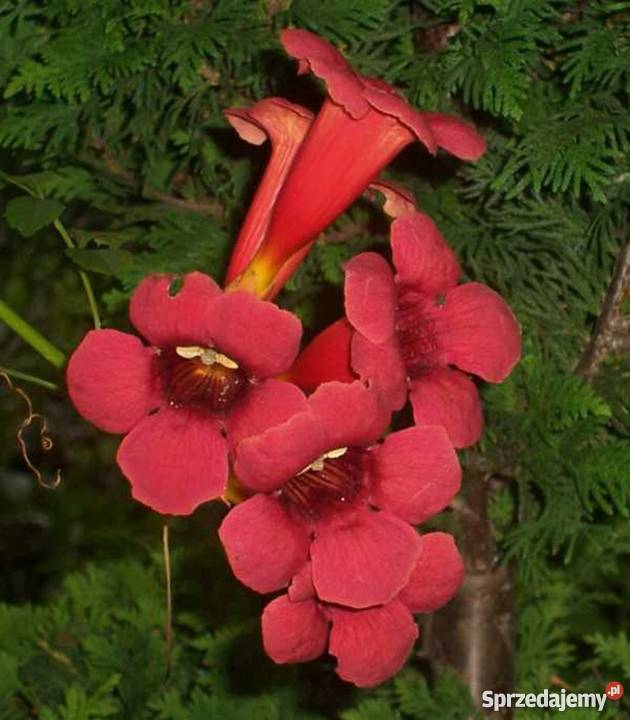 Milin amerykański przepiękna ozdoba ogrodu Bydgoszcz